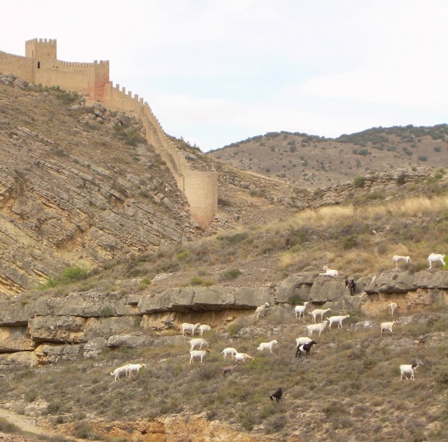 Tradiciones de pastoreo en la Sierra de Albarracín